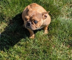 Mother of the French Bulldog puppies born on 08/12/2025