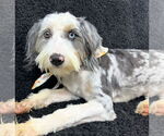 Small Australian Shepherd Mix
