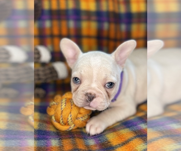 Medium Photo #2 Faux Frenchbo Bulldog Puppy For Sale in HOODSPORT, WA, USA