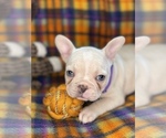 Small #1 Faux Frenchbo Bulldog