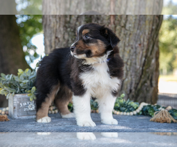 Medium Photo #22 Australian Shepherd Puppy For Sale in CHRISTIANA, PA, USA
