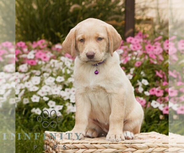Medium Photo #1 Labrador Retriever Puppy For Sale in MORGANTOWN, PA, USA