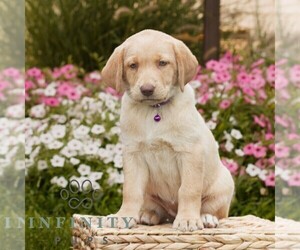 Labrador Retriever Puppy for sale in MORGANTOWN, PA, USA