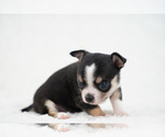 Small Photo #14 Chihuahua Puppy For Sale in UNION GROVE, NC, USA