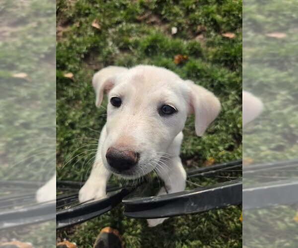 Medium Photo #1 Shepradors Puppy For Sale in New London, WI, USA