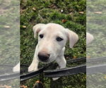 Millie - Female Shepradors Dog for Adoption - Small photo