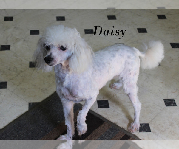 Medium Photo #30 Poodle (Toy) Puppy For Sale in CHANUTE, KS, USA