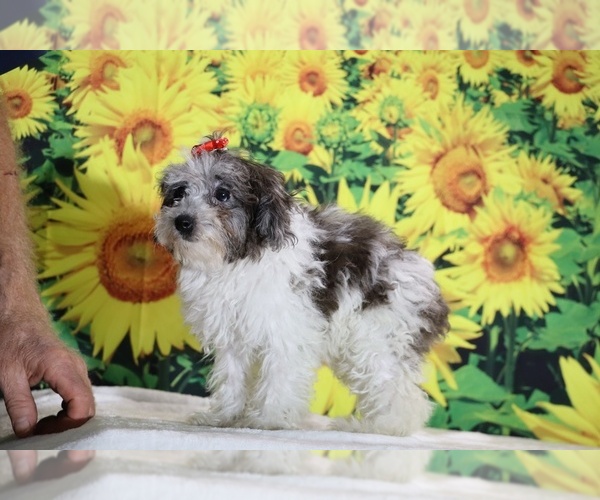 Medium Photo #14 Goldendoodle (Miniature) Puppy For Sale in DYERSBURG, TN, USA