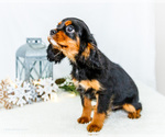 Small #2 Cavalier King Charles Spaniel