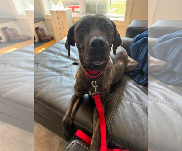 Medium Photo #4 Mutt Puppy For Sale in Duluth, MN, USA