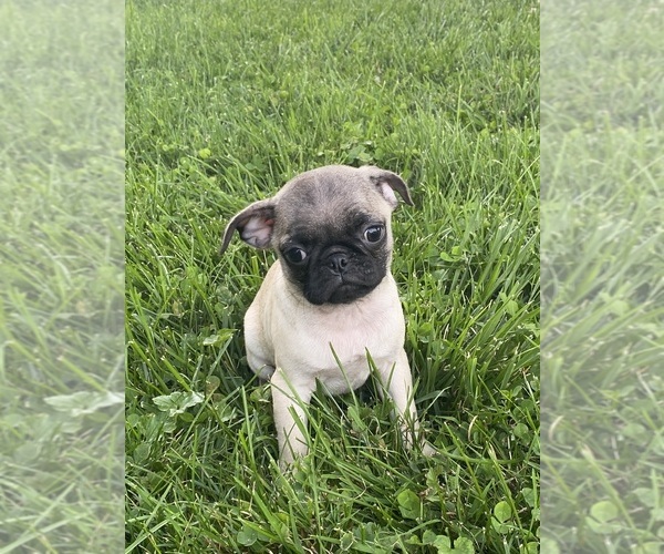 Medium Photo #4 Pug Puppy For Sale in CANOGA, NY, USA