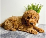 Small Goldendoodle (Miniature)