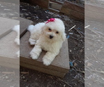 Small Photo #3 Maltipoo Puppy For Sale in ALBUQUERQUE, NM, USA