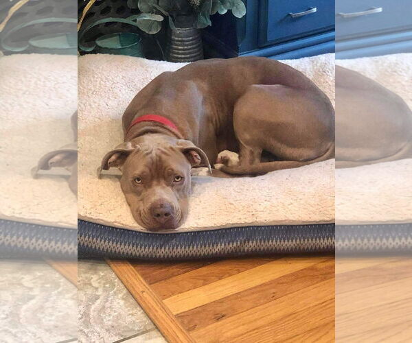 Medium Photo #19 American Pit Bull Terrier-Unknown Mix Puppy For Sale in Germantown, OH, USA