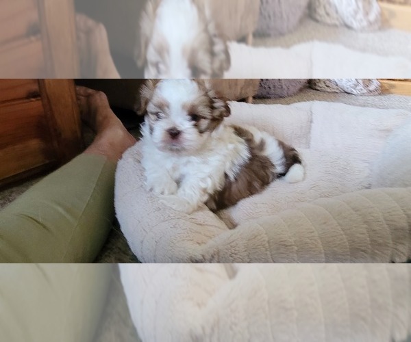 Medium Photo #4 Shih Tzu Puppy For Sale in DENVER, CO, USA
