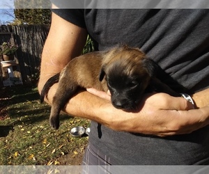 American Staffordshire Terrier-Belgian Malinois Mix Puppy for sale in ELK GROVE, CA, USA