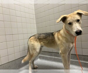 Labsky Dogs for adoption in Orange, CA, USA