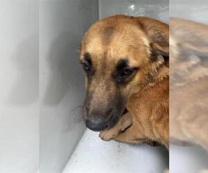 Golden Shepherd Dogs for adoption in Houston, TX, USA