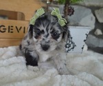 Small Photo #5 F2 Aussiedoodle Puppy For Sale in HONEY BROOK, PA, USA