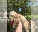Puppy 4 Cocker Spaniel
