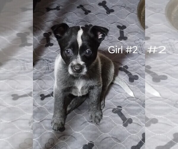Medium Photo #14 Australian Cattle Dog Puppy For Sale in LAURENS, SC, USA