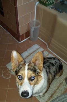 Medium Photo #1 Aussie-Corgi Puppy For Sale in OAKLAND, CA, USA