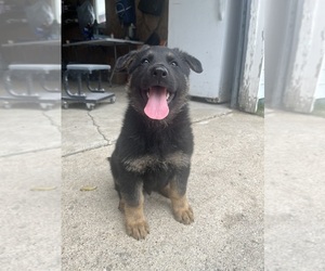 German Shepherd Dog Puppy for sale in ZEELAND, MI, USA