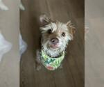 Small #5 Chihuahua Mix