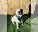 Small #22 American Pit Bull Terrier Mix