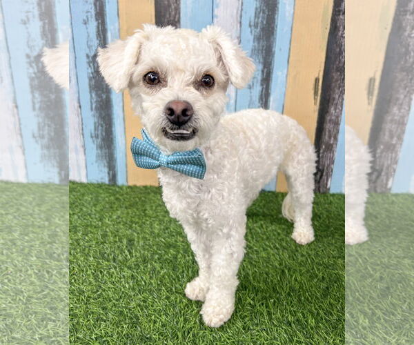 Medium Photo #1 Poodle (Toy) Puppy For Sale in Corona, CA, USA