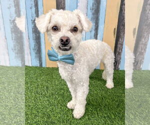 Poodle (Toy) Dogs for adoption in Corona, CA, USA