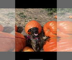Small Dutch Shepherd Mix