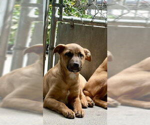 Mutt Dogs for adoption in Stockton, CA, USA