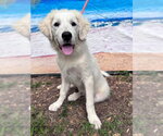 Small #1 Great Pyrenees