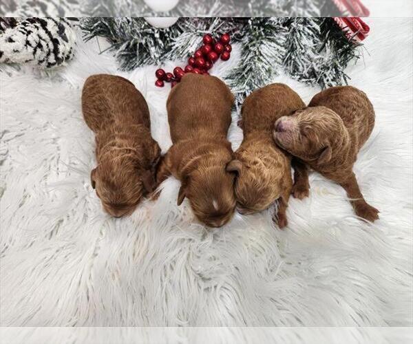 Medium Photo #6 Goldendoodle (Miniature) Puppy For Sale in PEMBROKE PINES, FL, USA