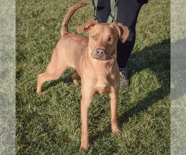 Medium Photo #3 Labralas Puppy For Sale in Huntley, IL, USA