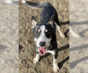 Australian Cattle Dog-Unknown Mix Dogs for adoption in Ogden, UT, USA