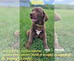 Puppy Grizz Labrador Retriever-Saint Bernard Mix