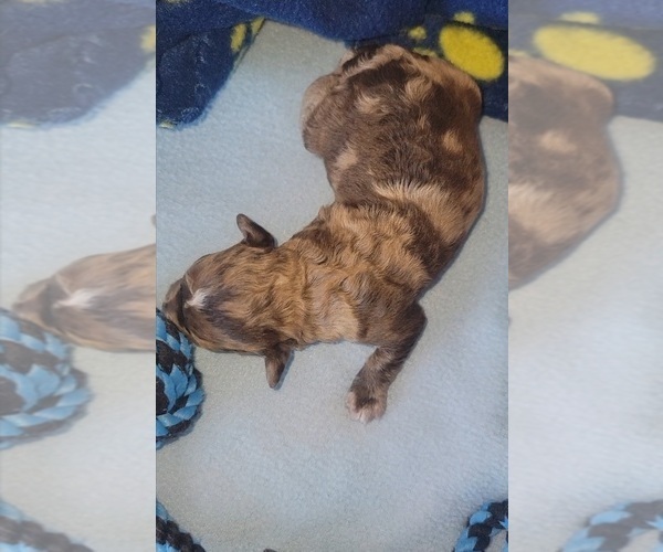 Medium Photo #1 Poodle (Toy) Puppy For Sale in TUCSON, AZ, USA