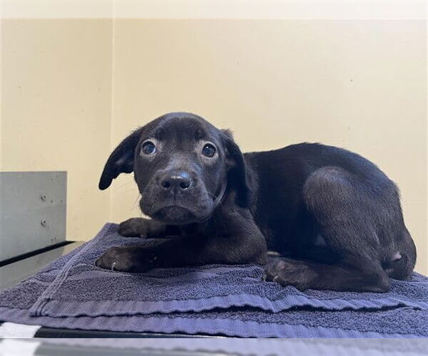 Medium Photo #1 Mutt Puppy For Sale in Pasadena, CA, USA