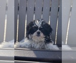 Small Photo #1 Shih Tzu Puppy For Sale in CANOGA, NY, USA