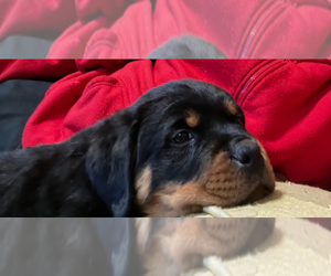 Rottweiler Puppy for sale in NAUGATUCK, CT, USA