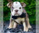Small #5 Bulldog
