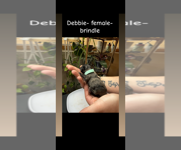 Medium Photo #2 French Bulldog Puppy For Sale in ELK RIVER, MN, USA