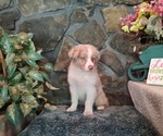 Small Photo #2 Australian Shepherd Puppy For Sale in WESTFIELD, MA, USA