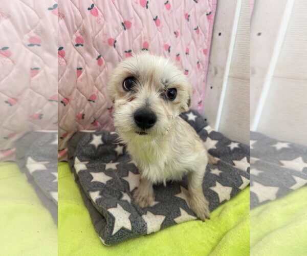 Medium Photo #3 Maltese-Unknown Mix Puppy For Sale in Pacolet, SC, USA