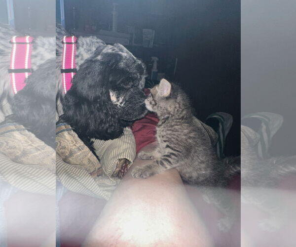 Medium Photo #4 Cocker Spaniel Puppy For Sale in Belleuve, NE, USA