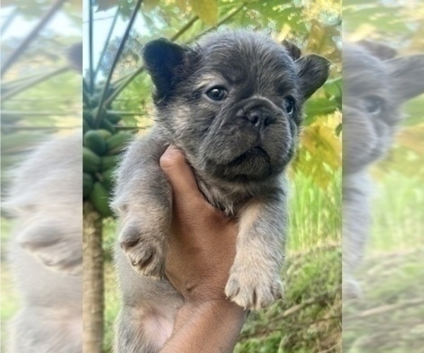 Medium Photo #2 French Bulldog Puppy For Sale in SAN MATEO, CA, USA