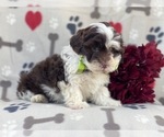 Small Photo #10 Lhasa-Poo Puppy For Sale in LAKELAND, FL, USA