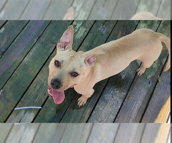 Medium Photo #6 American Pit Bull Terrier Puppy For Sale in Murfreesboro, NC, USA